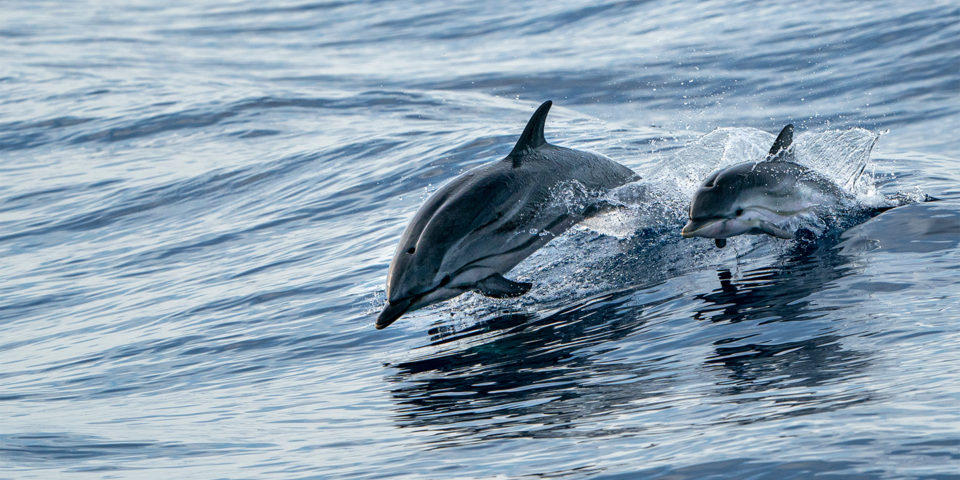 Myrtle Beach Dolphin Cruises