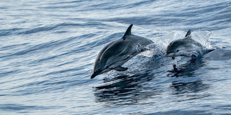 Take Mom on a Dolphin Cruise