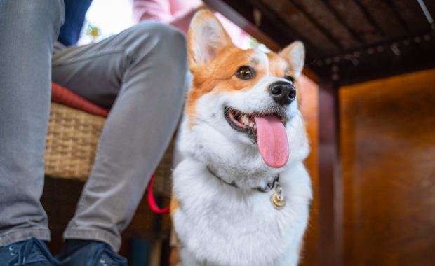 Dog Friendly Restaurants in Myrtle Beach