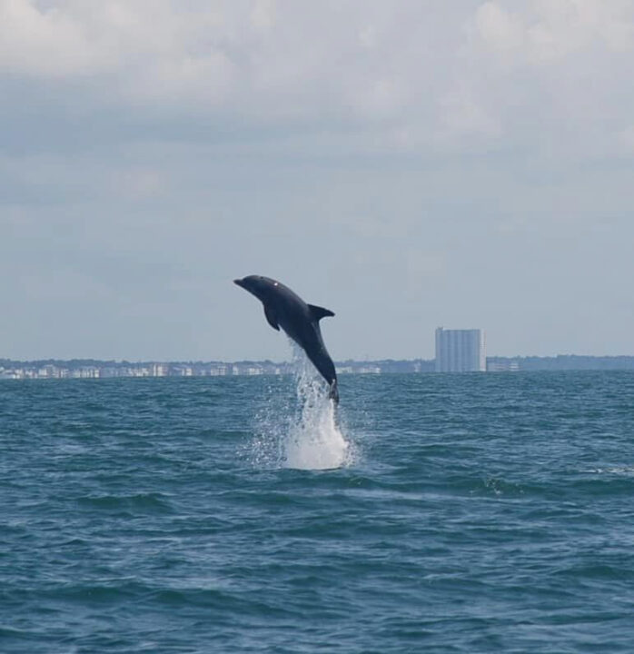 Blue Wave Adventures Dolphin Watch Attractions