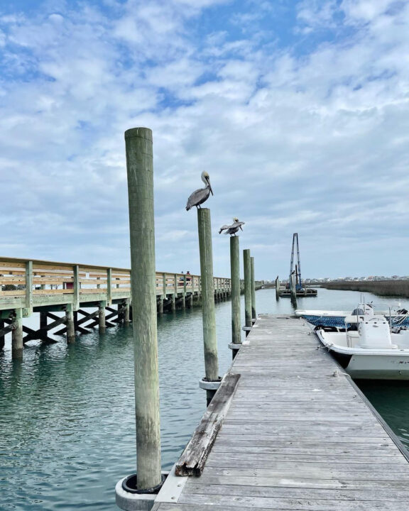 Blue Wave Adventures Dolphin Watch Attractions