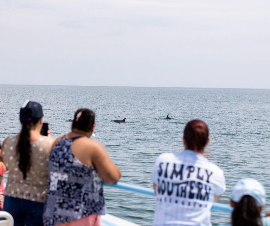 Blue Wave Adventures Dolphin Watch Attractions