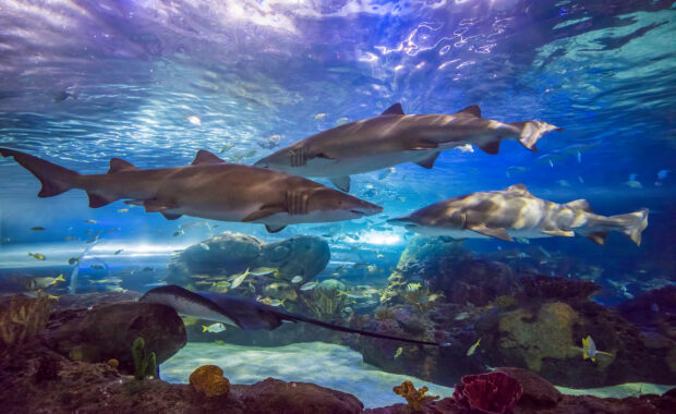 The Truth About Sharks and Jellyfish