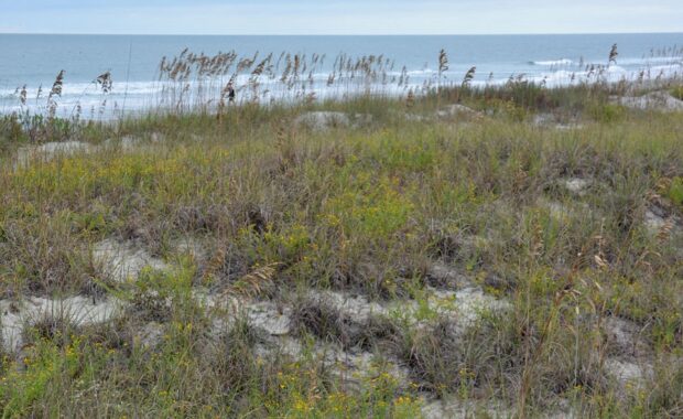 Myrtle Beach vs. Virginia Beach: Why Myrtle Beach Is Better